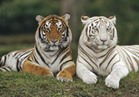 الصندوق العالمي للطبيعة يعتزم إطلاق النمور في غابات كازاخستان