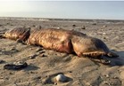 صور| إعصار هارفي يُلقي بـ «ثعبان البحر» على شواطئ تكساس 