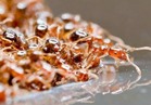 علماء أمريكيون يطورون علاجًا للصدفية من سم نمل النار