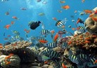 «علوم البحار» يبحث الوضع المستقبلي والبيئي بالبحر الأحمر