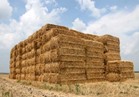 «الزراعة» تنتهي من تدوير 9 آلاف طن من قش الأرز 