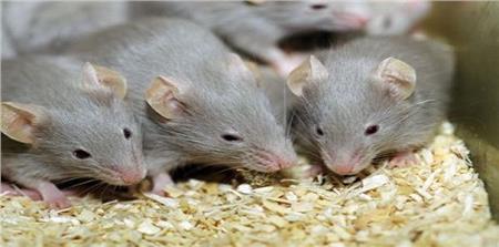 فأر يقود العلماء إلى أمل جديد في علاج السرطان