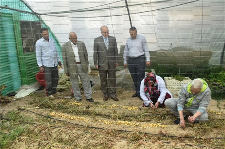  نائب رئيس جامعة مدينة السادات.. نجاح إنتاج تقاوى البطاطس بإستخدام تقنيات زراعة الأنسجة النباتية