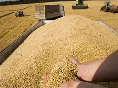 وزير التموين: 5.5 مليار جنيه تكلفة توريد القمح خلال 15 يوما