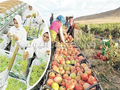 منتجات مصر الزراعية تستعيد الثقة
