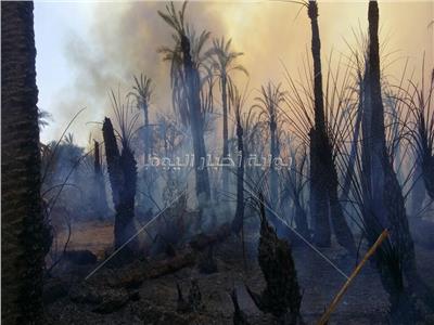 حريق مزارع النخيل بقرية السنطه بالداخله بالوادي الجديد 