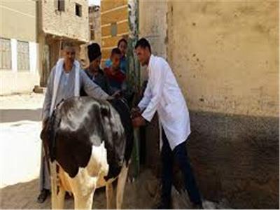 «بيطري المنيا» تواصل تحصينات الماشية ضد مرض الجلد العقدي