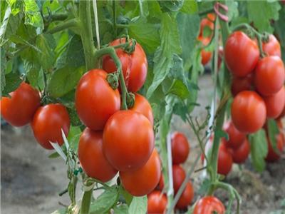  أسعار تقاوي الطماطم عبء على المزارعين