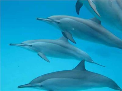 الدلافين في جنوب البحر الأحمر 