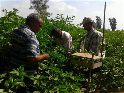 «الزراعة»: مرور ميداني لمتابعة المحاصيل بـ3 محافظات