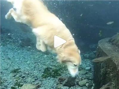 كلبة "حورية البحر" تشعل مواقع التواصل الاجتماعي (فيديو)