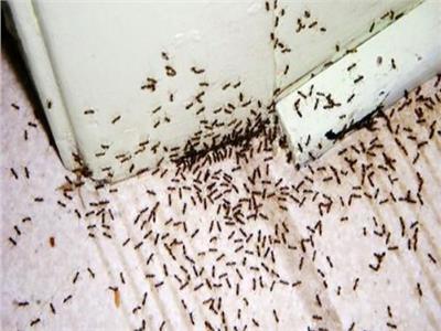 طريقة طرد النمل من المنزل بدون مبيدات حشرية