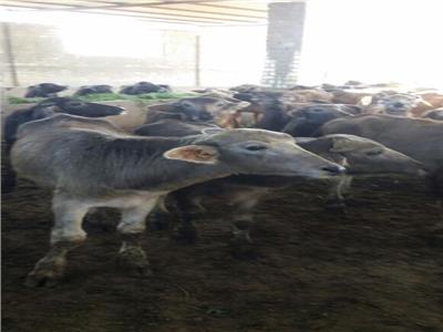 «الزراعة» تستأنف الحملات القومية لتحصين الماشية الشهر المقبل