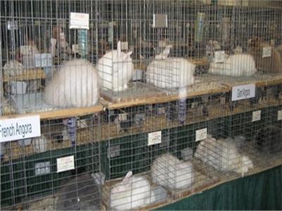 وزارة الزراعة تصدر قراراً بتنظيم صناعة الأرانب 