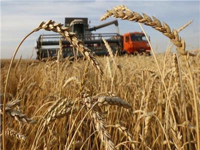 «نقيب الفلاحين» نحتاج 6 مليون فدان للاكتفاء الذاتي من القمح
