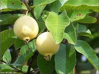 نصائح لمزارعي الجوافة 