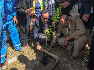 محافظ الإسكندرية يغرس أولى الأشجار في مبادرة الرئيس