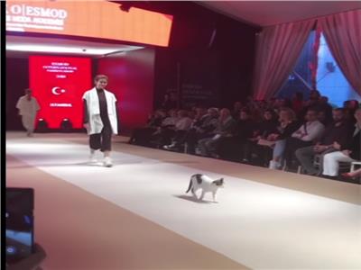 قطة تتحدى عارضات الأزياء في تركيا وتخطف الأنظار 