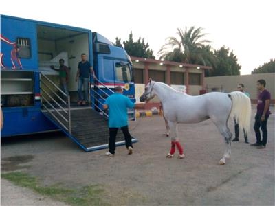 «الزراعة»: تصدير 6 خيول عربية إلى الأردن بعد توقف ٨ سنوات         