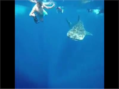 القرش الحوتى مع السياح بمياة مرسىةعلم 