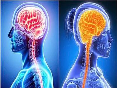  أوجه الاختلاف بين دماغ الرجل ودماغ المرأة