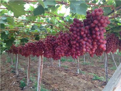 12 نصيحة للحفاظ على إنتاجية «العنب» خلال موسم الشتاء
