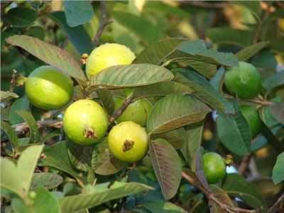 لمزارعي الجوافة..4 نصائح لزيادة وجودة الإنتاج