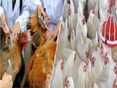 الزراعة تواصل فحص مزارع الدواجن ضد أنفلونزا الطيور بالمحافظات