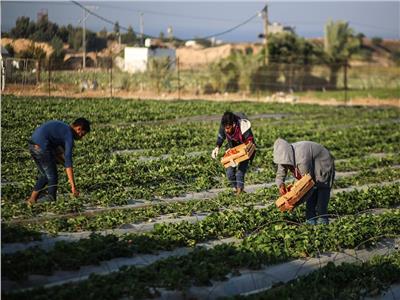 الزراعة: 4.9 مليون طن إجمالي الصادرات الزراعية المصرية