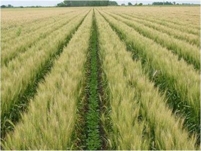 «الزراعة»:2.8 مليون فدان حجم المساحات المنزرعة بمحصول القمح حتى الآن