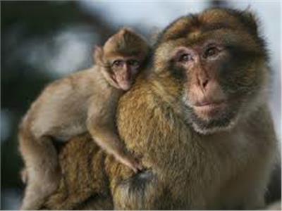 «القرد في عين أمه غزال» .. تغرف علي قصة المثل الشعبي