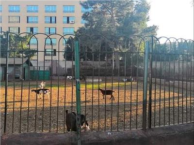 " معيز " في حديقة الاندلس بطنطا ..والمواطنون بسخرية : نشاط اقتصادي