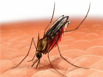 البعوض المسبب للملاريا 