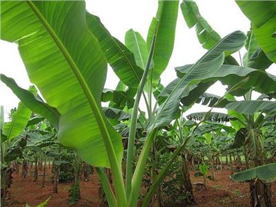 لمزارعي «حدائق الموز»..اتبع هذه النصائح لمكافحة الآفات وزيادة الإنتاج