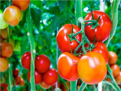  5 توصيات لمزارعي الطماطم يجب إتباعها خلال مارس