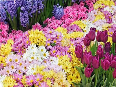 وزير الزراعة يفتتح «الصالون التثقيفي» بمعرض زهور الربيع
