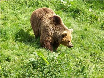 الدب البني في روسيا 