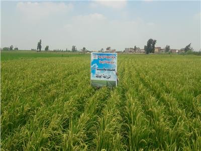 زراعة الأرز الجاف