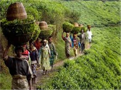 صورة أرشيفية الزراعة في القارة الافريقية 