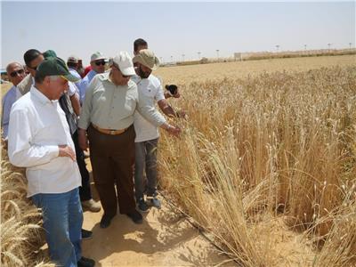 وزير الزراعة: يفتتح موسم حصاد القمح بمشروع غرب غرب المنيا 