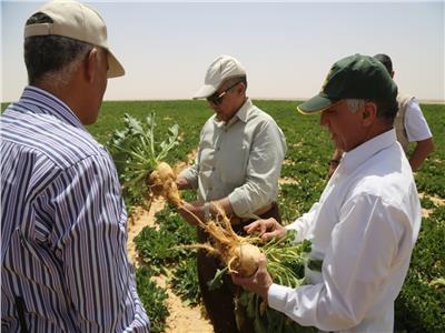 زراعة بنجر السكر بمشروع غرب غرب المنيا