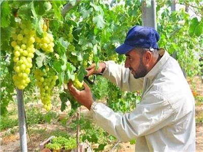لمزارعي العنب.. 8 نصائح لجودة الإنتاج ومكافحة الأفات خلال مايو المقبل