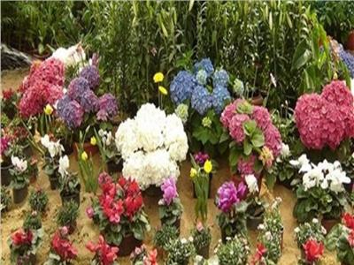 الجمعة.. وزير الزراعة يكرم المشاركين في معرض زهور الربيع
