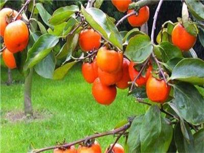 تعرف على توصيات الزراعة لـ«مزراعي حدائق الفاكهة المتساقطة» خلال مايو