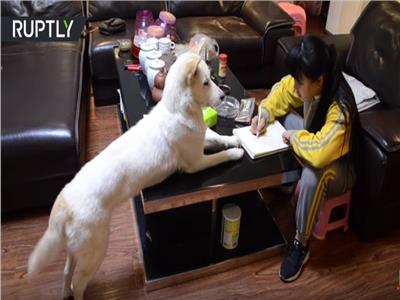 "فيديو"..صيني يدرب كلبه على مراقبة ابنته للتأكد من أنها تؤدي واجبها المدرسي