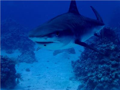 خاص| وزارة البيئة: بعد ظهور «النمر» في مصر القرش في أمان