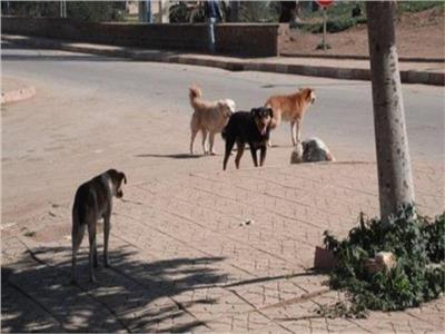  «الإدارية» تصدر قرار هام بشأن قتل الكلاب والقطط وتصدير لحومها
