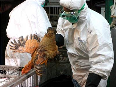 الزراعة تحيل ملف قرض البنك الإسلامي المخصص لمكافحة انفلونزا الطيور للنيابة