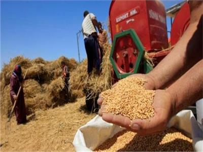 «الزراعة» توريد أكثر من مليون طن قمح بمحافظة أسيوط