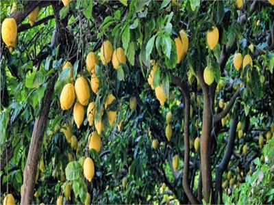 أشجار الليمون 